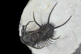 Spiny Ceratarges Trilobite - Zireg, Morocco #125230-5